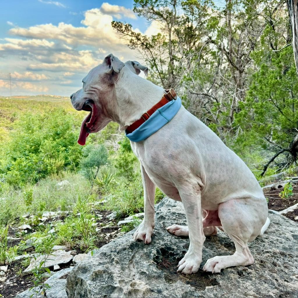 French Fry, photo 2