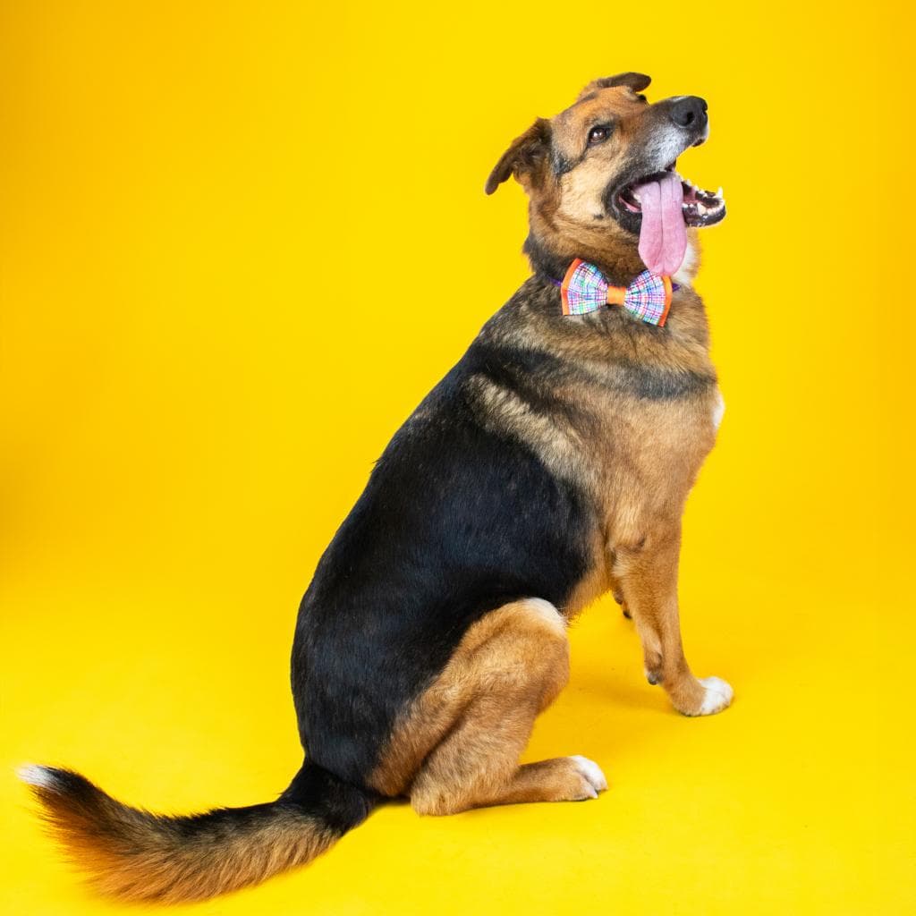 Rusty, photo 73