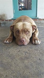 Mason, photo 3