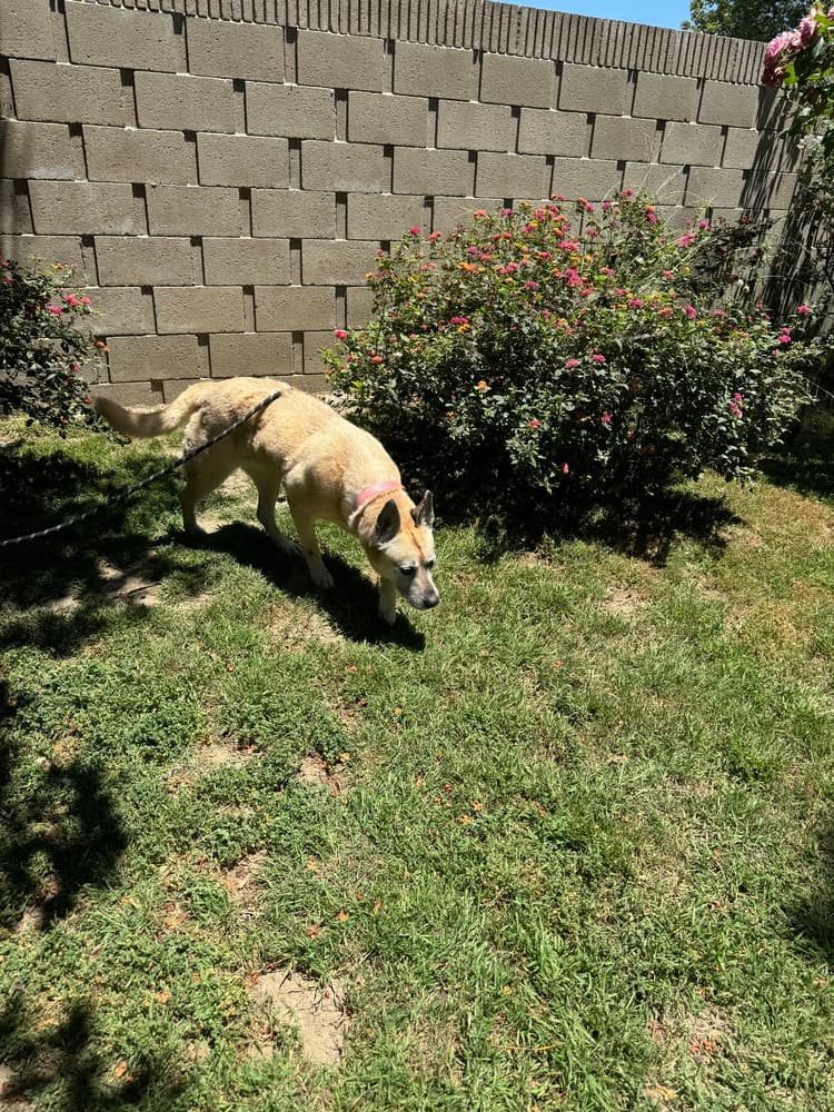 Dakota, photo 4