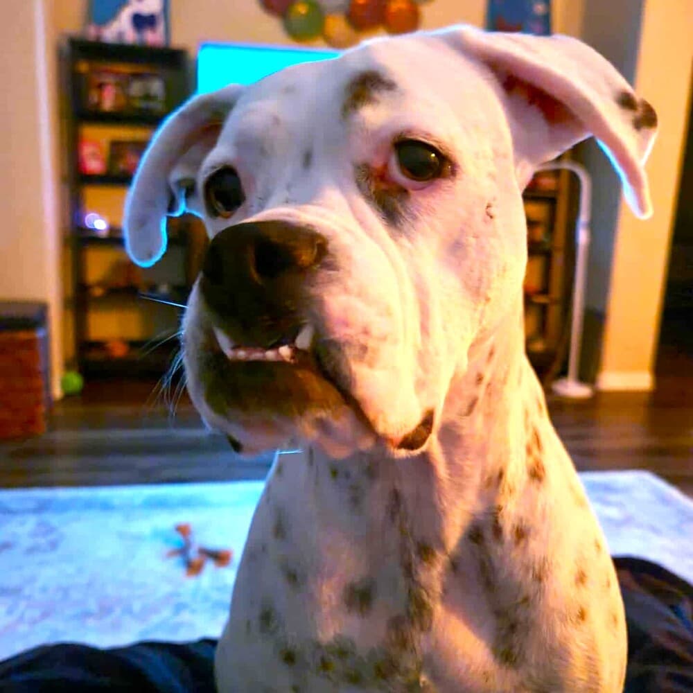 Luna XIII, photo 2