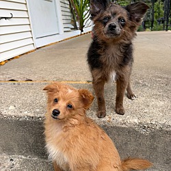 Merle and Red in WI | Every Dog's Chance