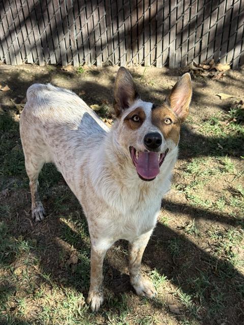 Dexter — Australian Cattle Dog/Blue Heeler in CA | Every Dog's Chance