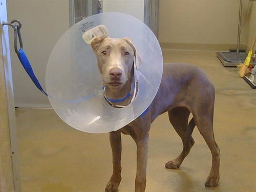 Prancer — Puppy Weimaraner in Sacramento, CA | Every Dog's Chance