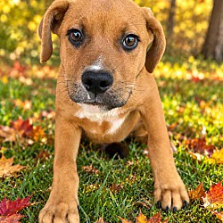 Red — Labrador Retriever American Bulldog in GA | Every Dog's Chance