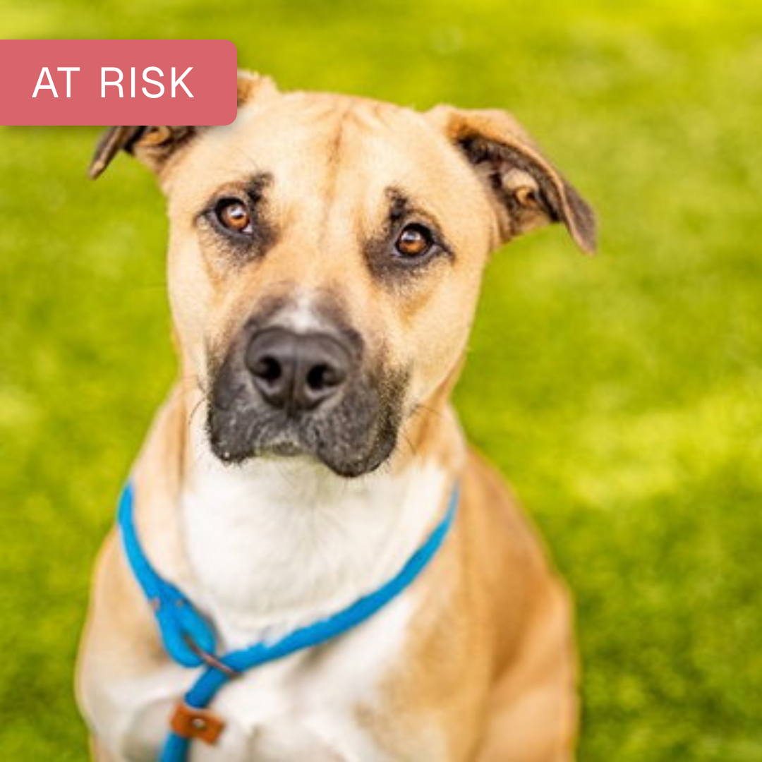Simpson — 2-Year-Old Boxer in San Jose, CA | Every Dog's Chance