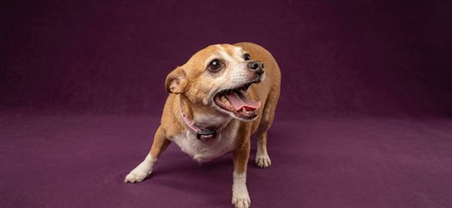 Fifi — 3-Year-Old Chihuahua in Miami, FL | Every Dog's Chance