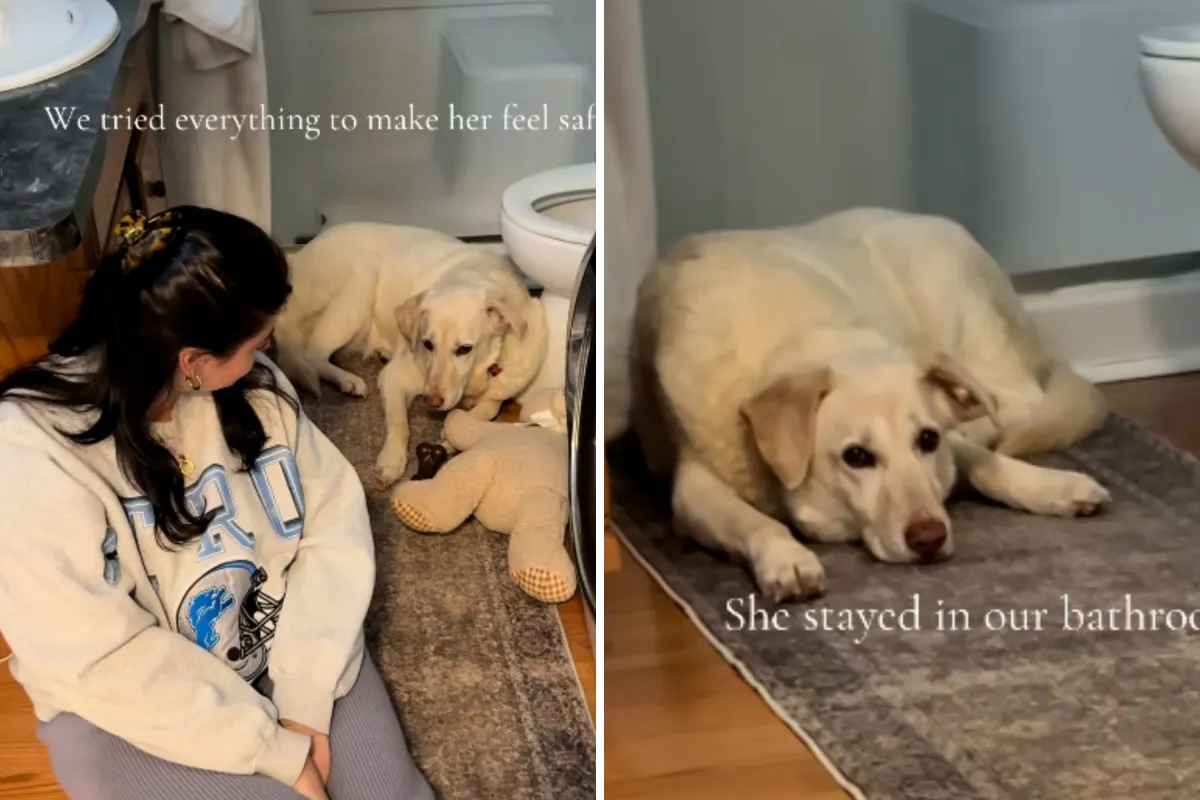 Couple fostered a "most shut down" senior dog—weeks later, came the twist