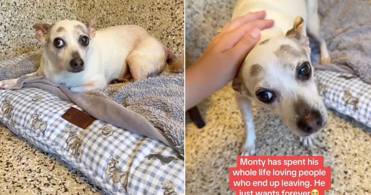 Senior Rescue Dog Has Spent All His Life Giving Love to People Who Keep Leaving Him
