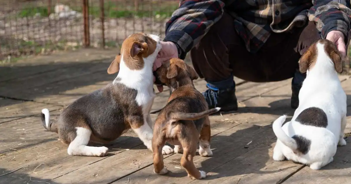 Abandoned Puppies & Neglected Senior Dogs Find Hope in Tennessee Rescue Effort