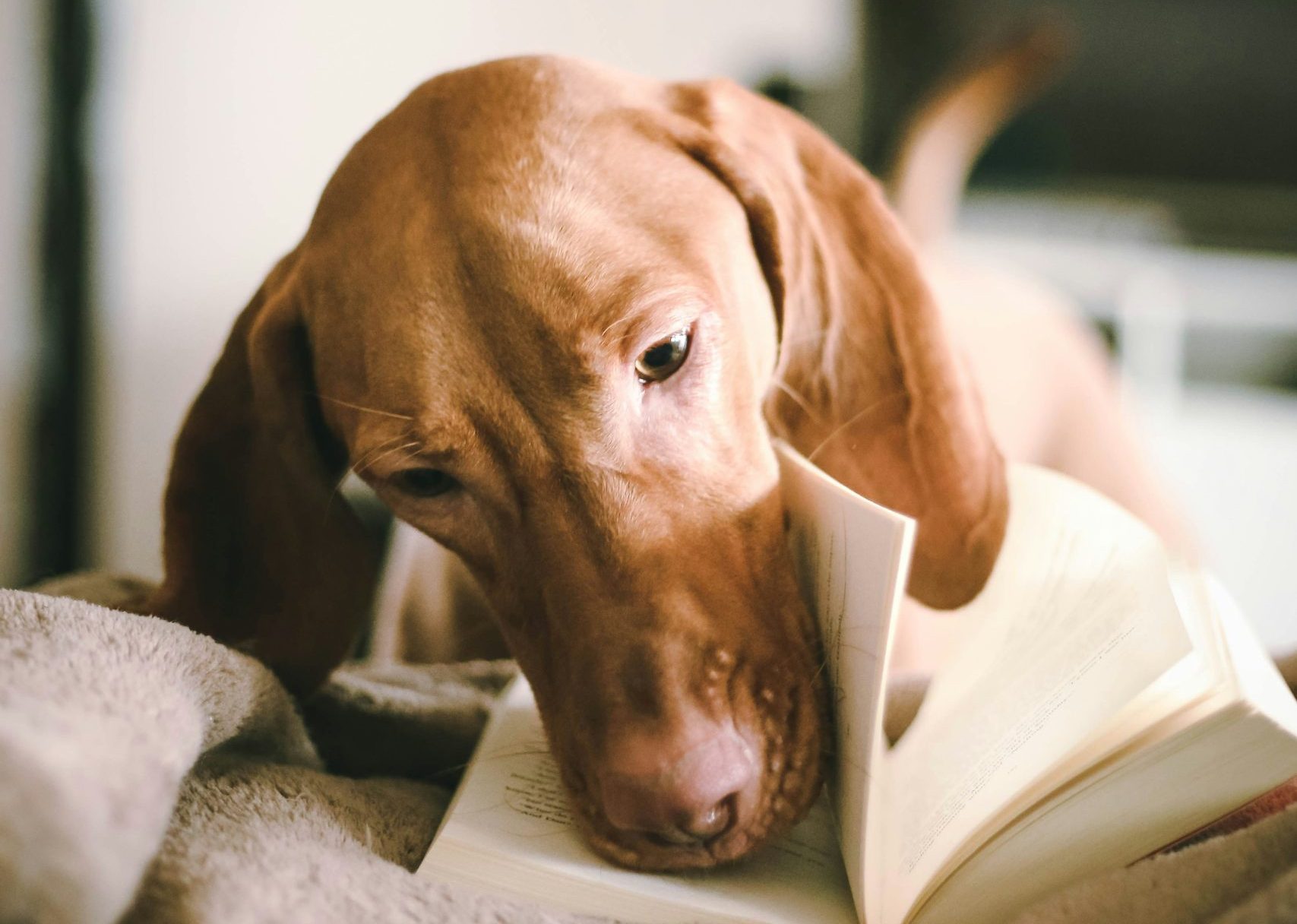Reading District Libraries Launch Fourth Annual ‘Pages for Pets’ Reading Challenge