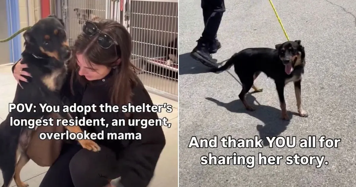 ‘Overlooked’ Mom Dog Gets Adopted After Longest Shelter Stay