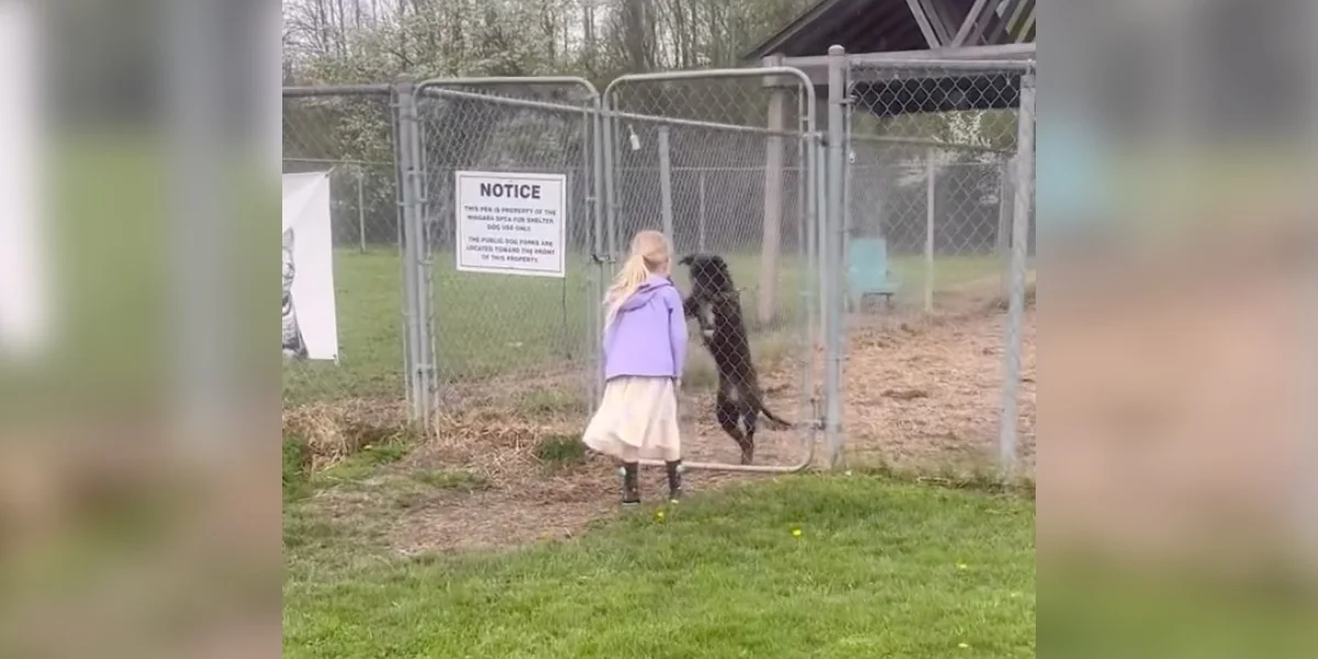 Shelter Dog Has Sweetest Reaction When Little Girl Returns To Adopt Her