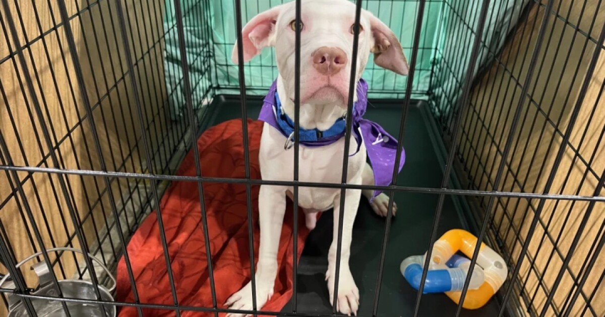 Want to adopt a pet? Indianapolis opens new animal shelter