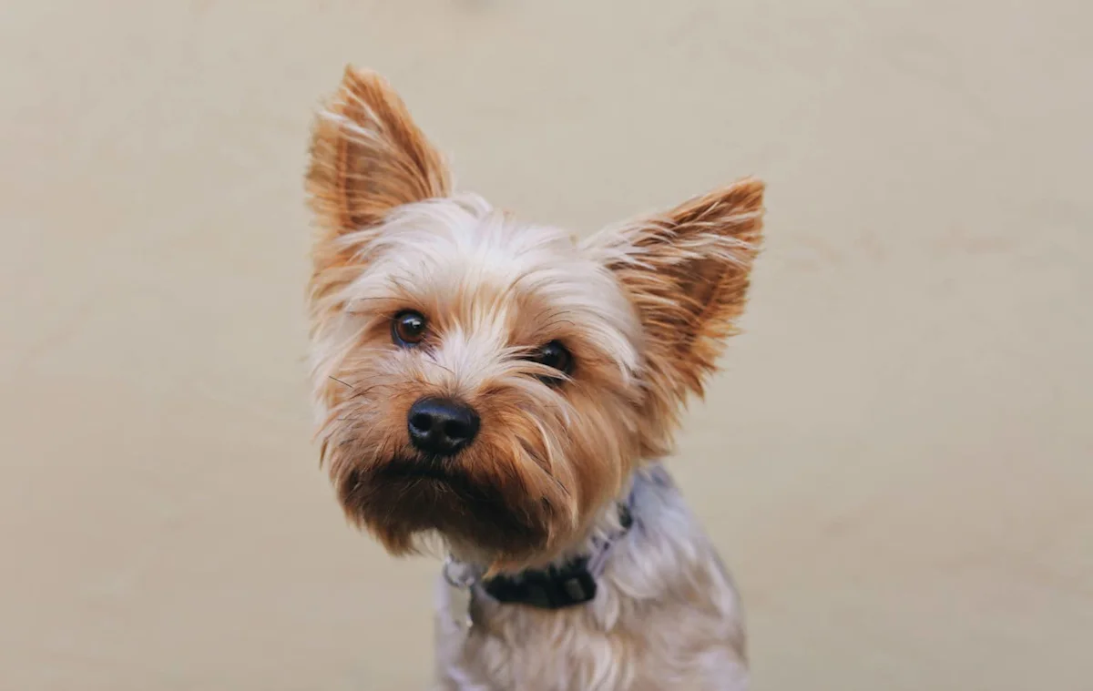 Meet Cooper: Heartbroken Senior Yorkie Mix Seeks Loving Home After Being Surrendered