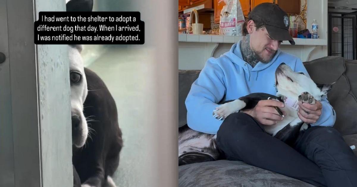 Rescue Dog Hides Behind Kennel Walls, Not Knowing Dad Is Coming To Save Her