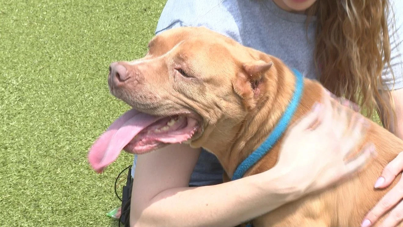 RESCUE ROUNDUP: Berry, a senior dog who still has a lot of love to give, has been adopted