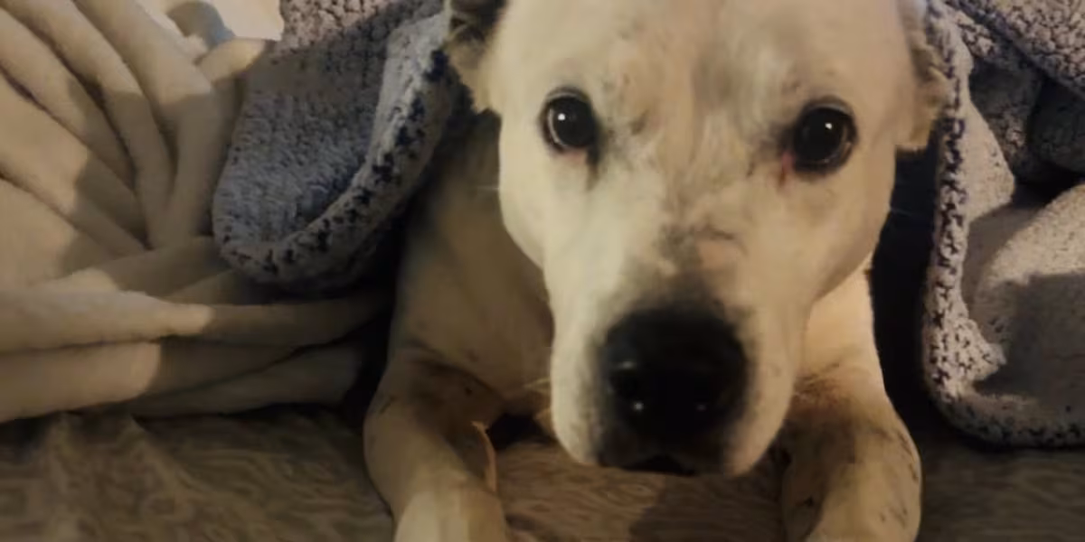 Senior dog finds forever home after years at Humane Society of Odessa