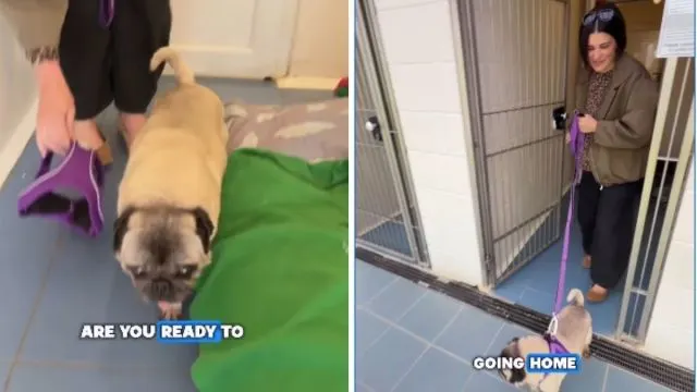Senior Rescue Dog Gets Sweetest & Unexpected Name After Adoption