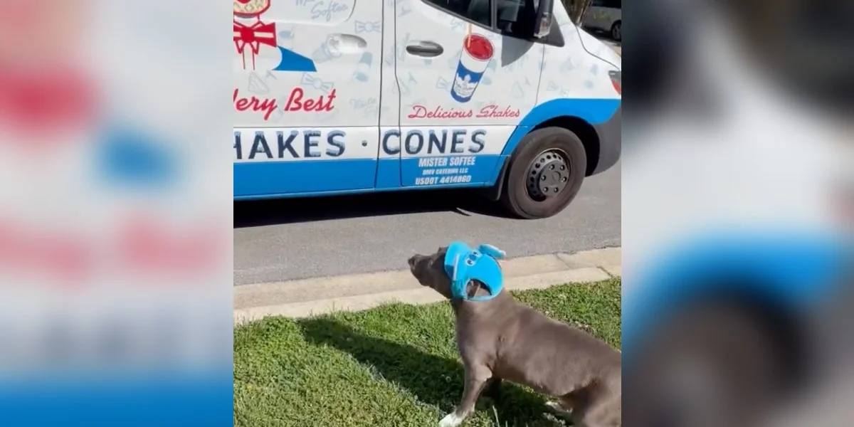 Dog Given 6 Months To Live Is 'Reverse Aging' Thanks To Weekly Ice Cream