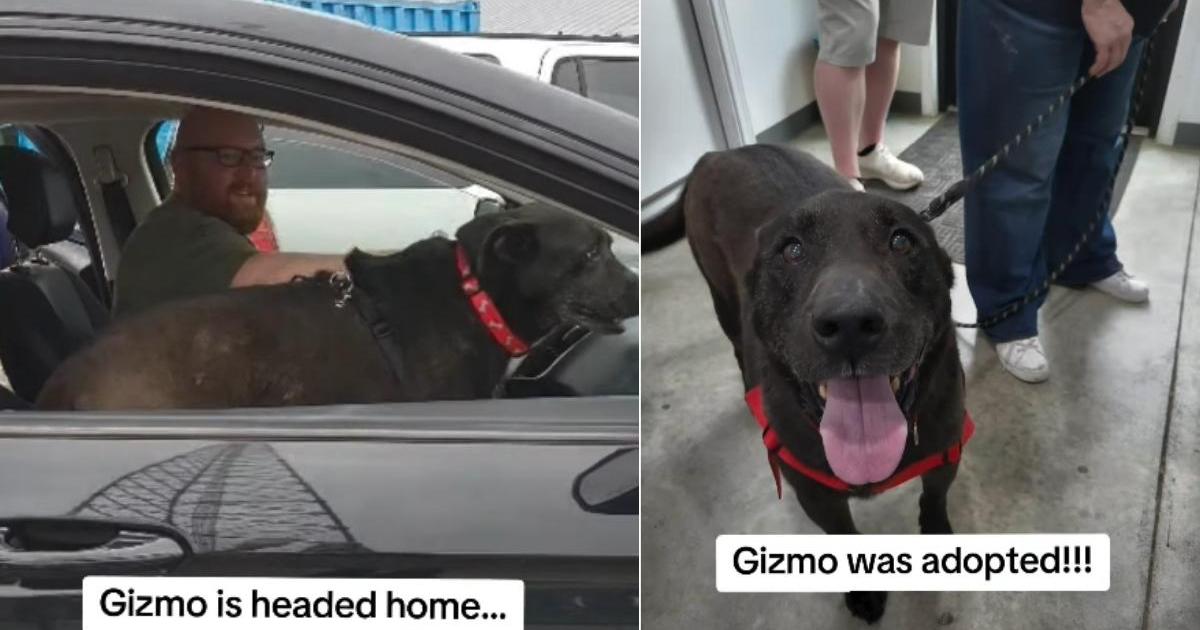 Shelter Dog Loses Puppy Years Waiting for a Family, Finally Gets One 7 Years Later