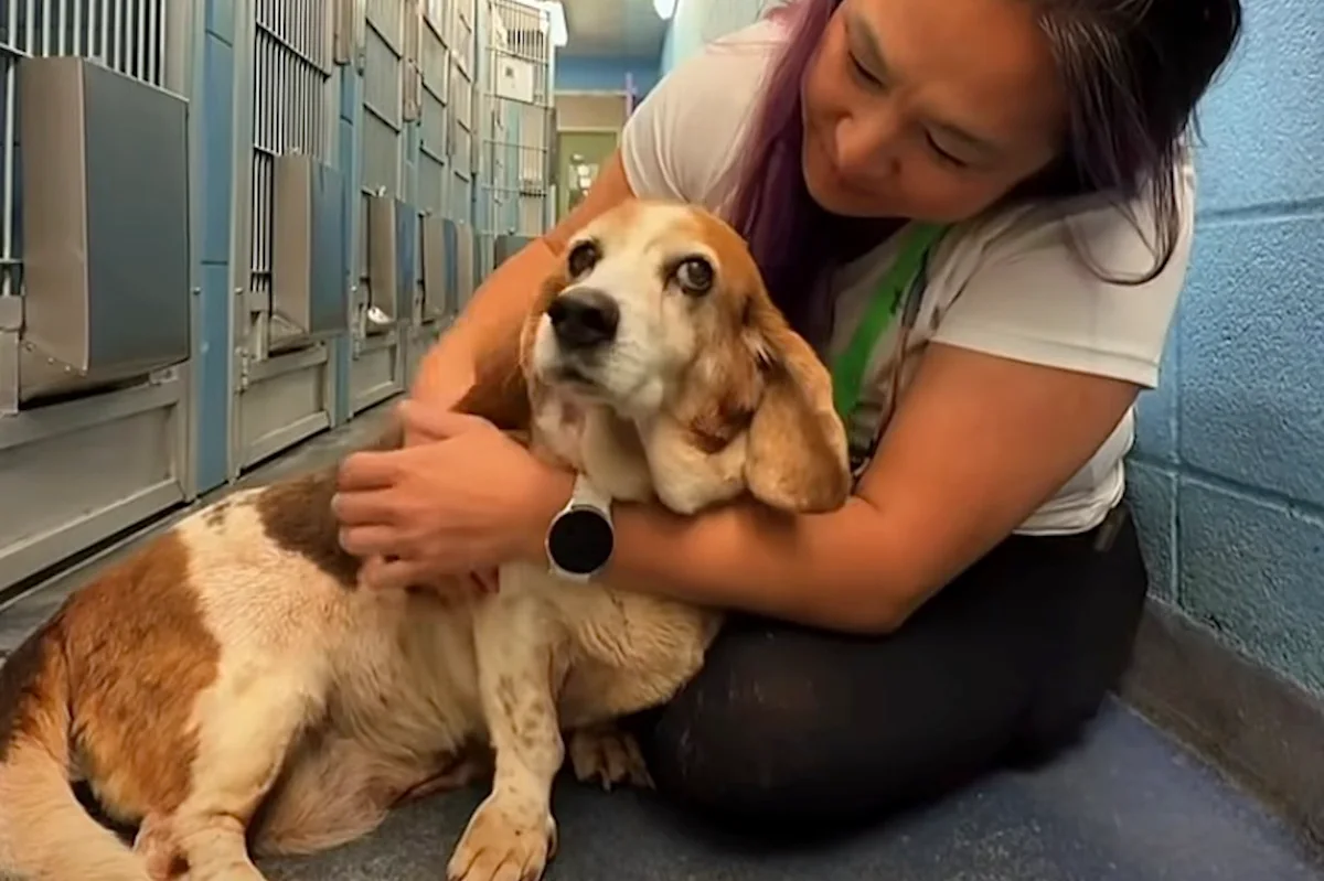 Senior dog ends up back at the same shelter 12 years later, and rescuers refuse to let her story end there