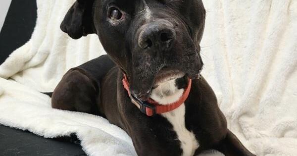 Generous donation funds half-off dog adoptions at Pocatello Animal Services