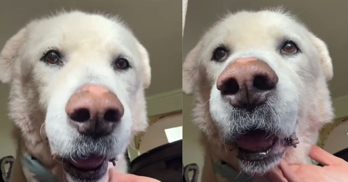 Senior Rescue Dog Once Overlooked Now Helps New Foster Fur Babies Feel Safe