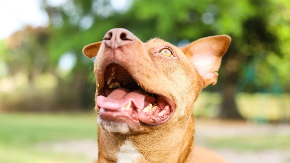 Shelter Pit Bull Mix Finally Gets Adopted After 726 Days — and Her Face Says Everything