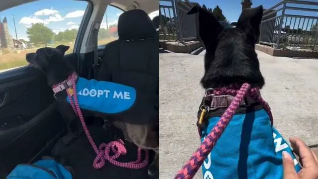 Shelter Dog Was ‘Overlooked,’ Volunteer Brightens Her Day With Fun Outing