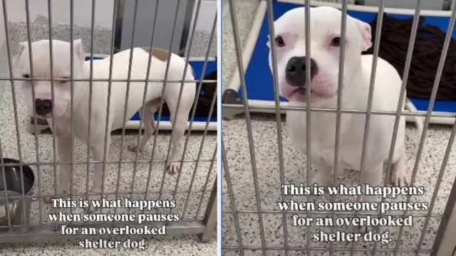 Shelter Dog Was Used to Being ‘Overlooked’ Until Someone Chose Him
