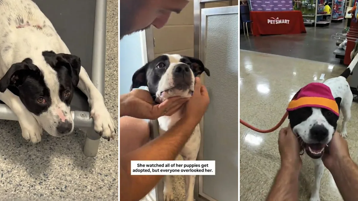 Her puppies all got adopted, so this overlooked shelter dog got tacos, toys, and a shot at a forever home