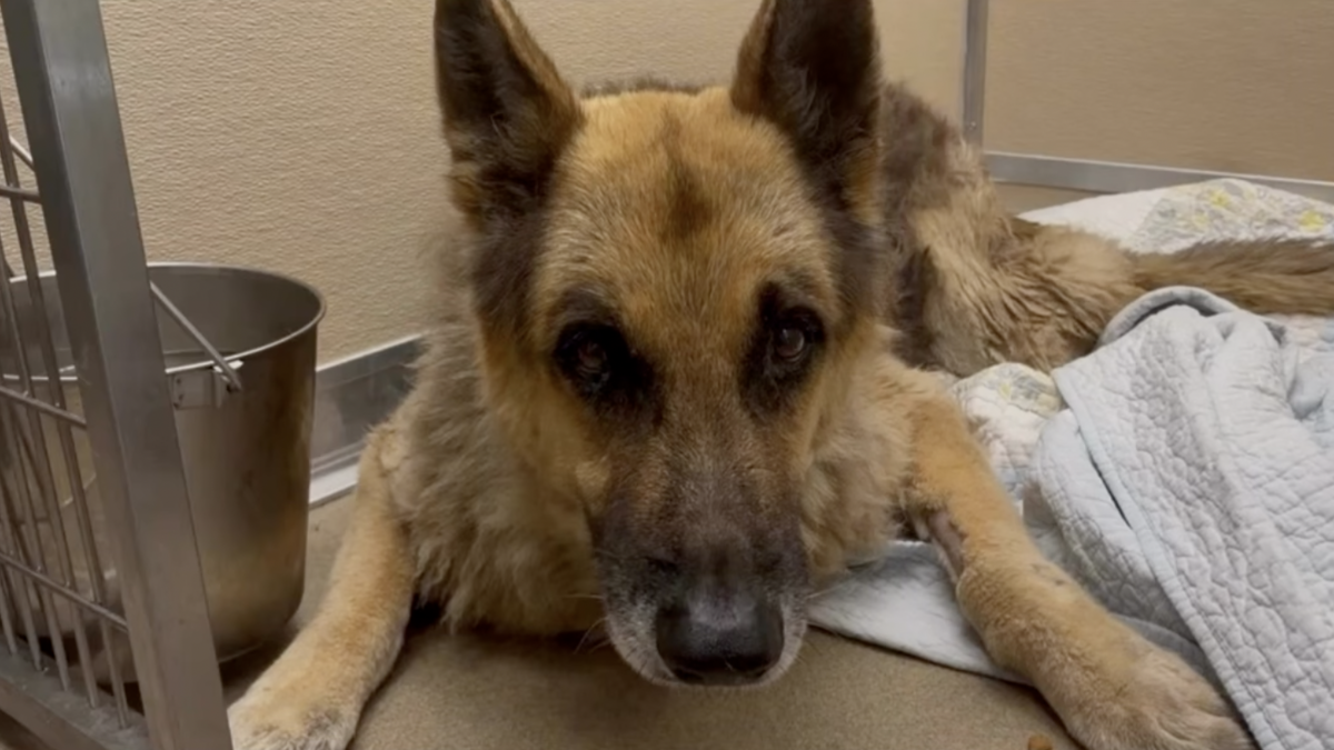 Elderly dog abused, abandoned near Pembroke Pines supermarket now in hospice care