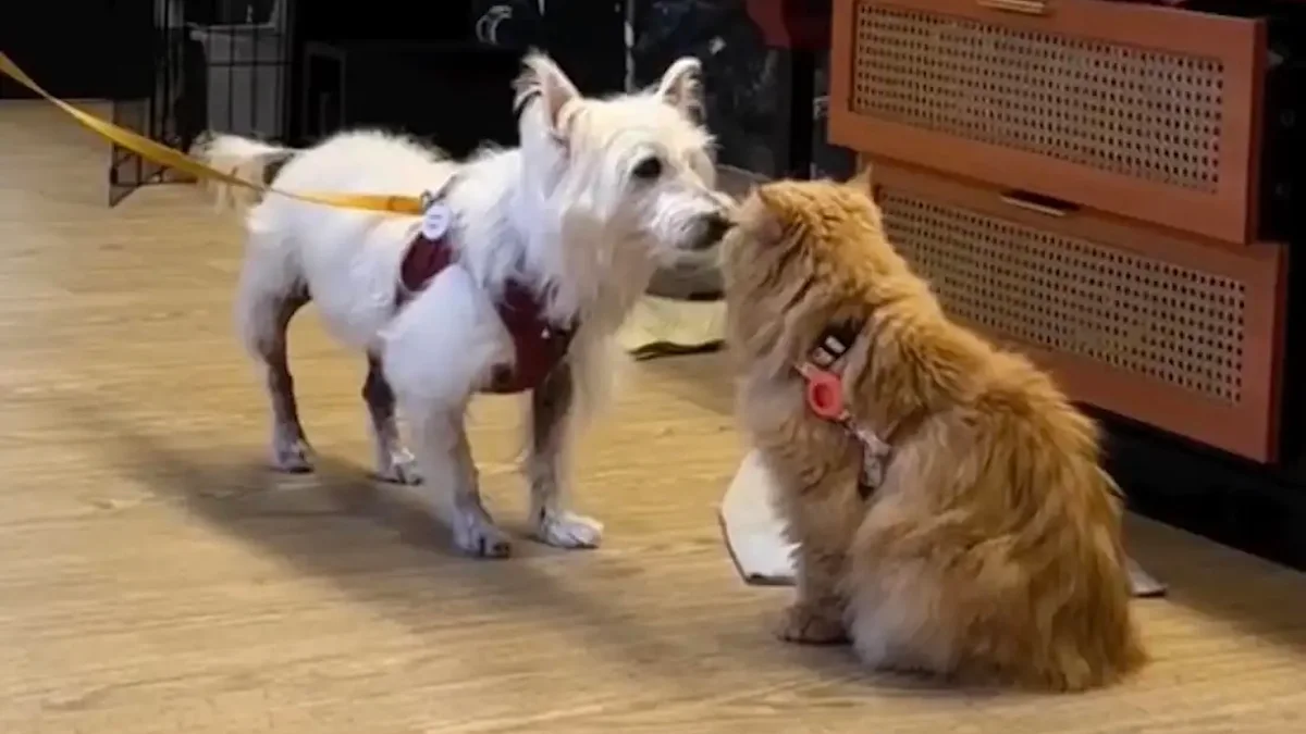 At San Francisco senior dog rescue, a resident cat clocks in to test which pups can live with cats