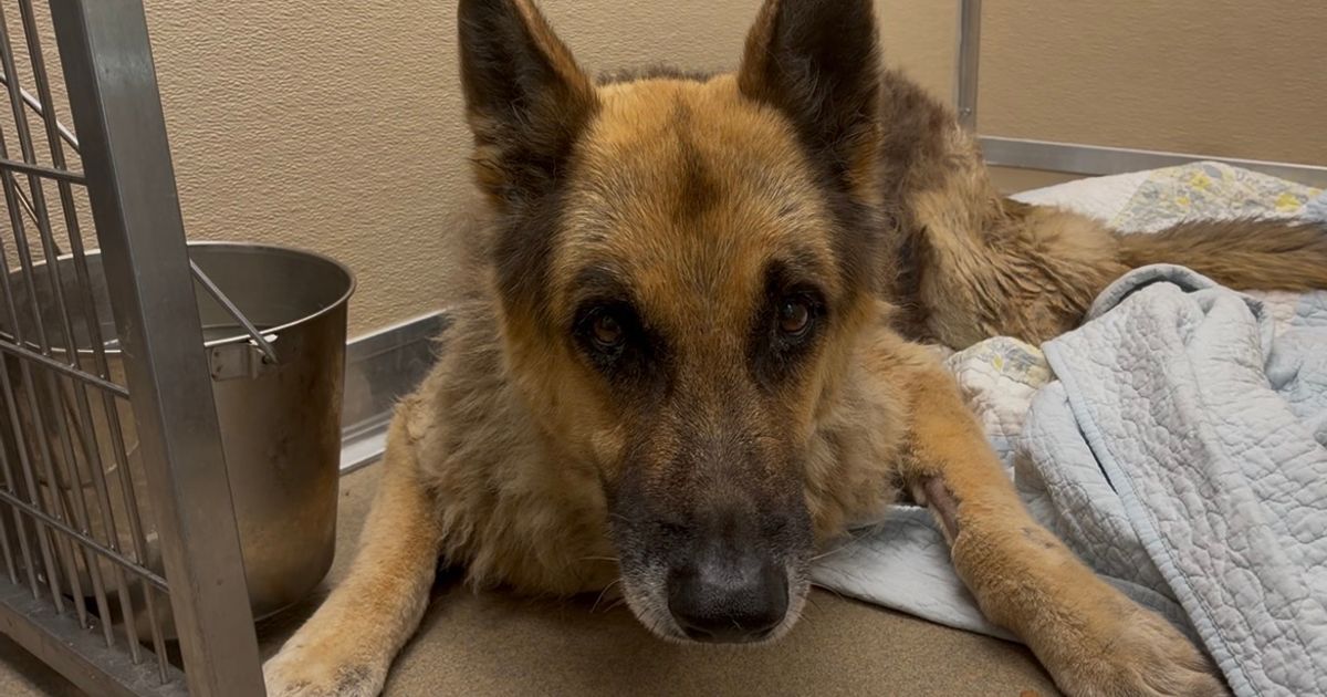 Injured German shepherd gets care through Broward Animal