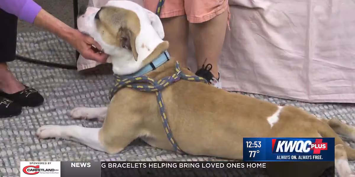 Adoptable pet: Meet Bonnie