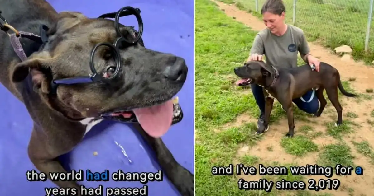 Shelter Dog Spent More Than 7 Years Waiting for Someone to Finally See Him