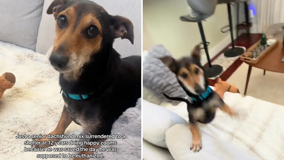 Family-surrendered senior dog had 24 hours left before a dramatic last-day rescue saved him