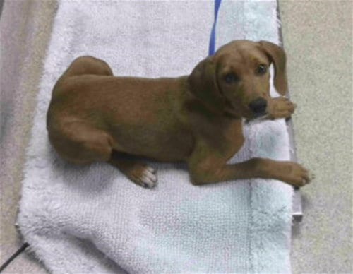Photo of Roscoe, adoptable Treeing Walker Coonhound in Tallahassee, Florida
