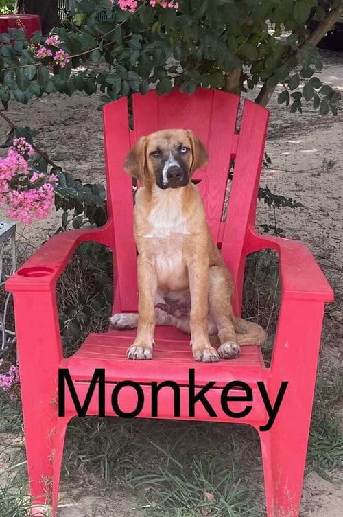 Photo of Monkey, adoptable Shepherd in FRAMINGHAM, Massachusetts