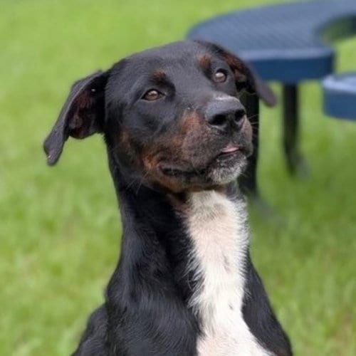 Photo of Blocks, adoptable Plott Hound in Canton, Connecticut