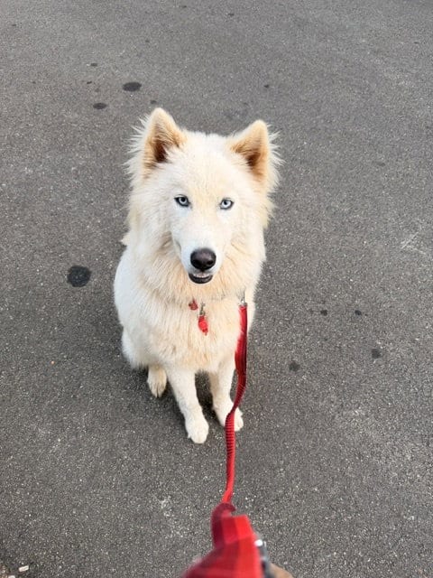 Photo of Yuki, adoptable Siberian Husky in Roswell, Georgia