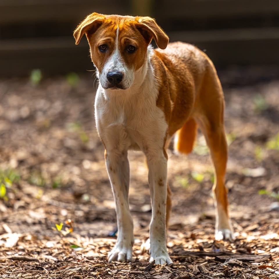 Photo of Velveeta, adoptable Beagle / Mixed Breed (Medium) in Decatur, Georgia