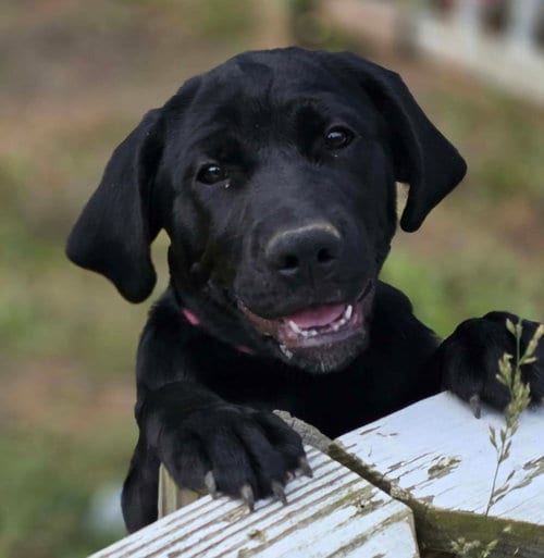 Photo of Rainey, adoptable Black Labrador Retriever in Woodsfield, Ohio