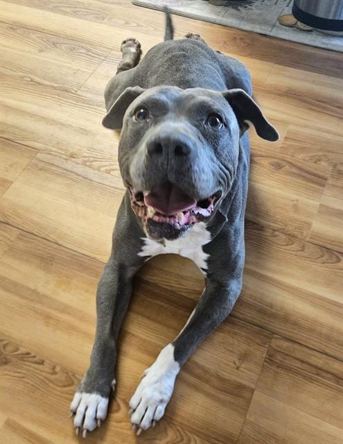 Photo of Boone, adoptable Pit Bull Terrier in Sacramento, California
