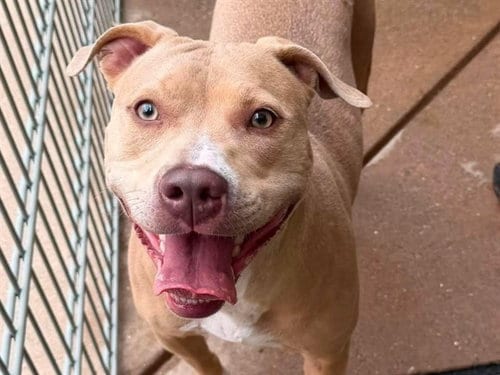 Photo of Lady Olivia, adoptable Pit Bull Terrier in Martinez, California
