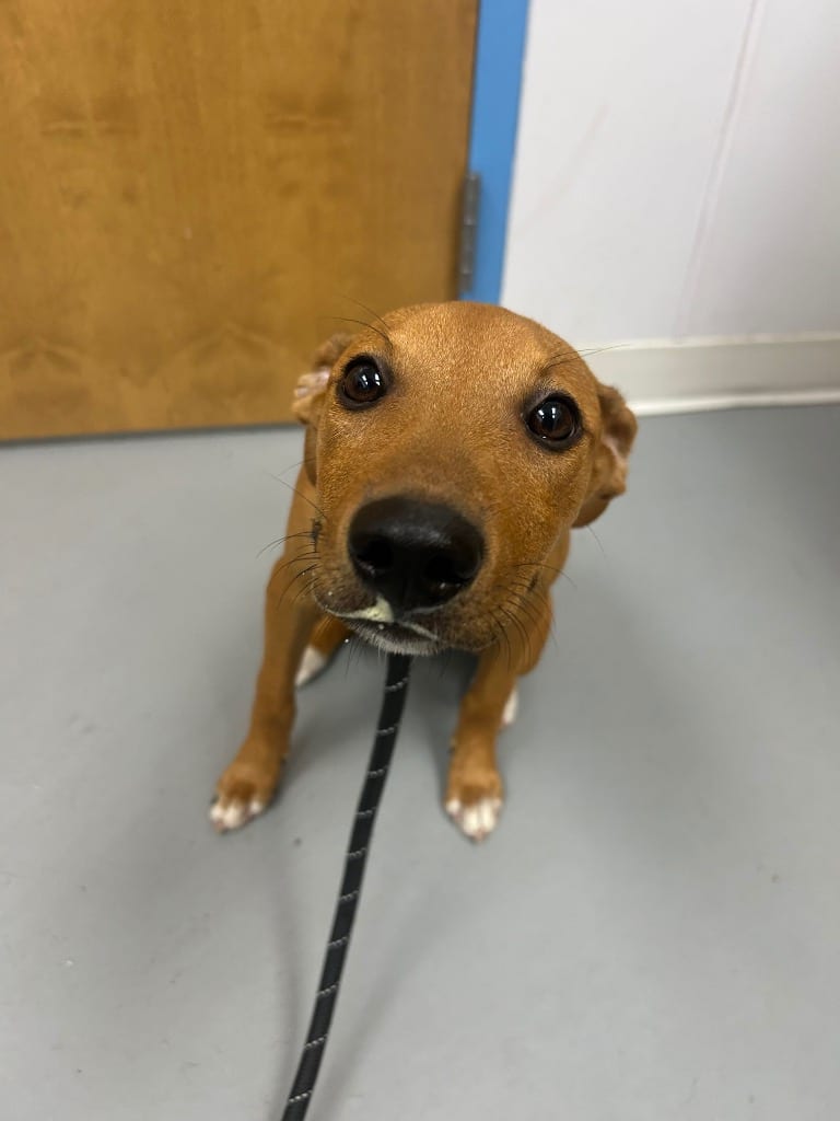 Photo of Zero, adoptable Carolina Dog in Hartsville, South Carolina