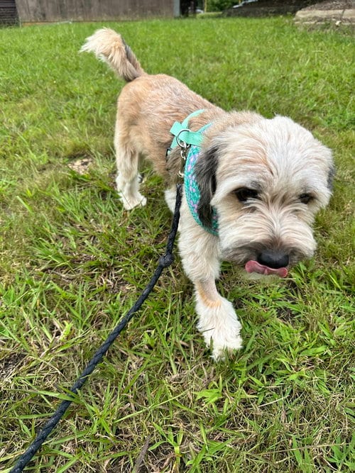Photo of Rocky, adoptable Tibetan Terrier in Candler, North Carolina