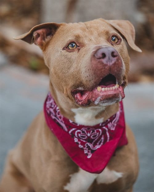 Photo of Rocco, adoptable Pit Bull Terrier in Miami, Florida