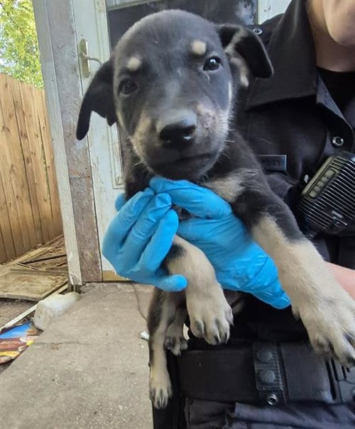 Photo of Rotty, adoptable American Staffordshire Terrier in San Antonio, Texas